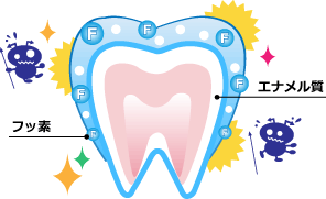 フッ素とエナメル質
